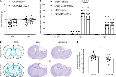 Pharmacologic Inhibition of ADAM10 Attenuates Brain Tissue Loss, Axonal Injury and Pro-inflammatory Gene Expression Following Traumatic Brain Injury in Mice